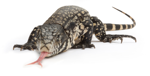 Colombian Tegu For Sale, Colombian Tegu For Sale Cheap, Colombian Tegu Fo Sale Europe, Colombian Tegu For Sale Uk, Colombian Tegu For Sale Usa, Colombian Tegu For Sale Canada, Baby Colombian Tegu For Sale, How Much Do Colombian Tegu Cost,